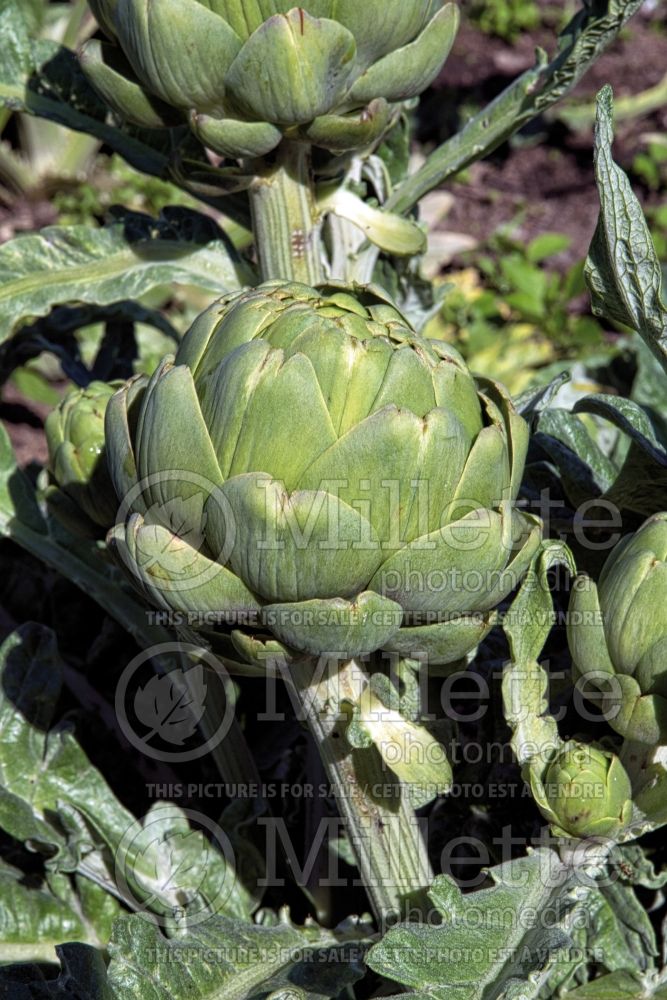 Cynara cardunculus (cardon  Artichoke vegetable) 7