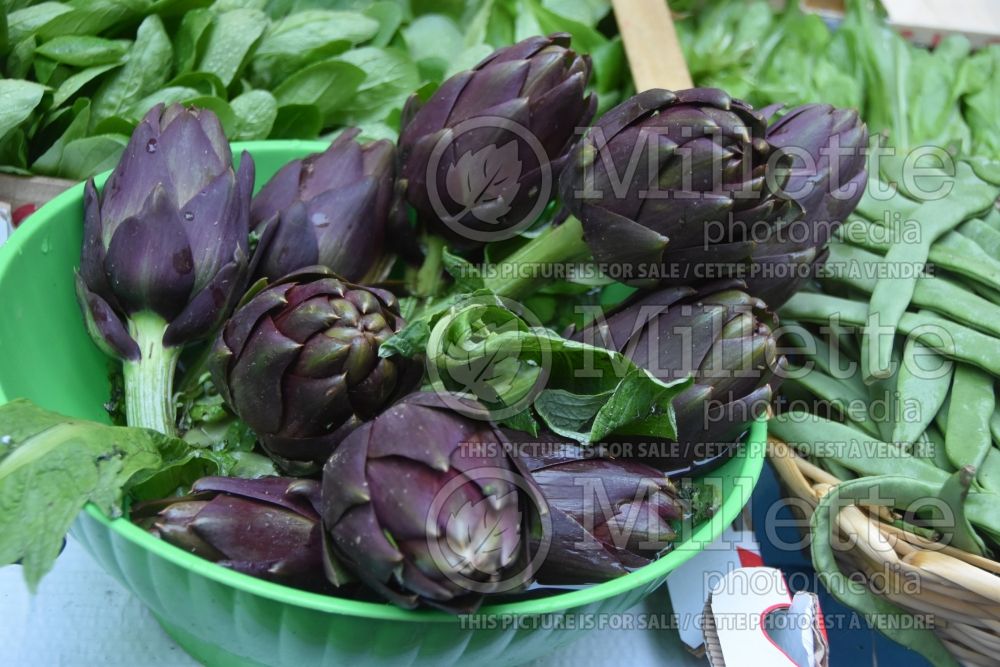 Cynara Purple Italian (cardon  Artichoke vegetable) 1