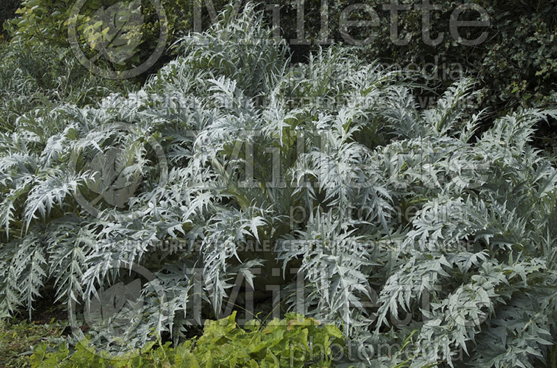 Cynara cardunculus (Artichoke) 1