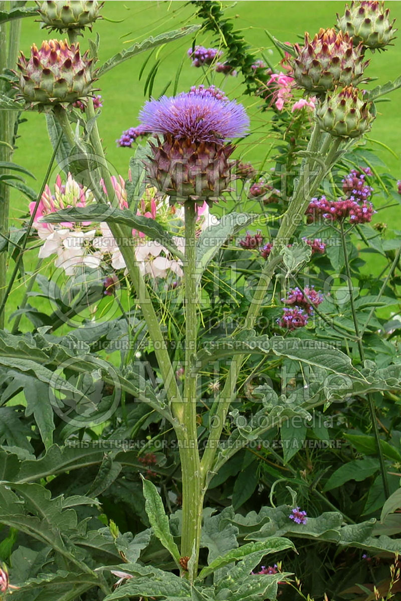 Cynara Silver Leaf (Artichoke) 1 