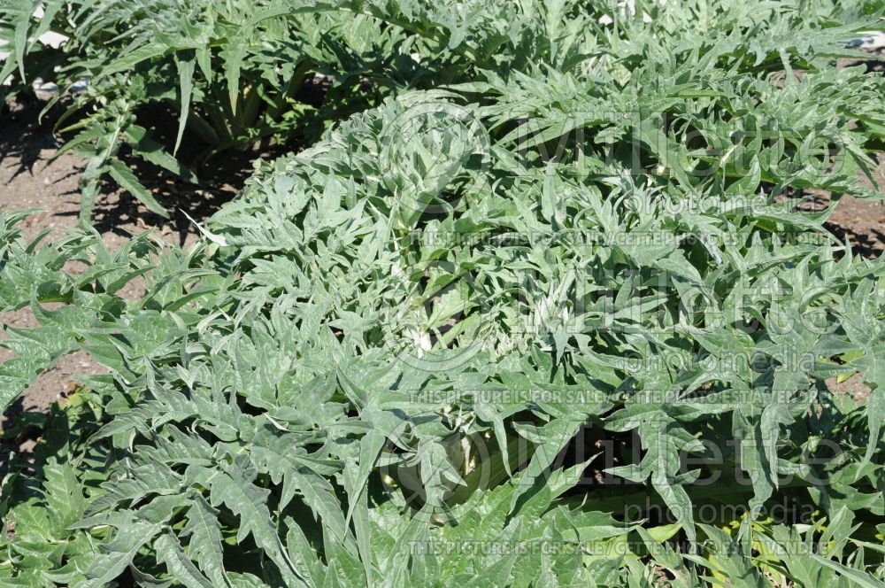 Cynara Porto Spineless (Artichoke) 1