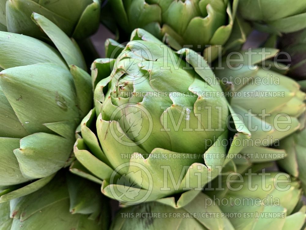 Cynara scolymus (Artichoke vegetable) 3