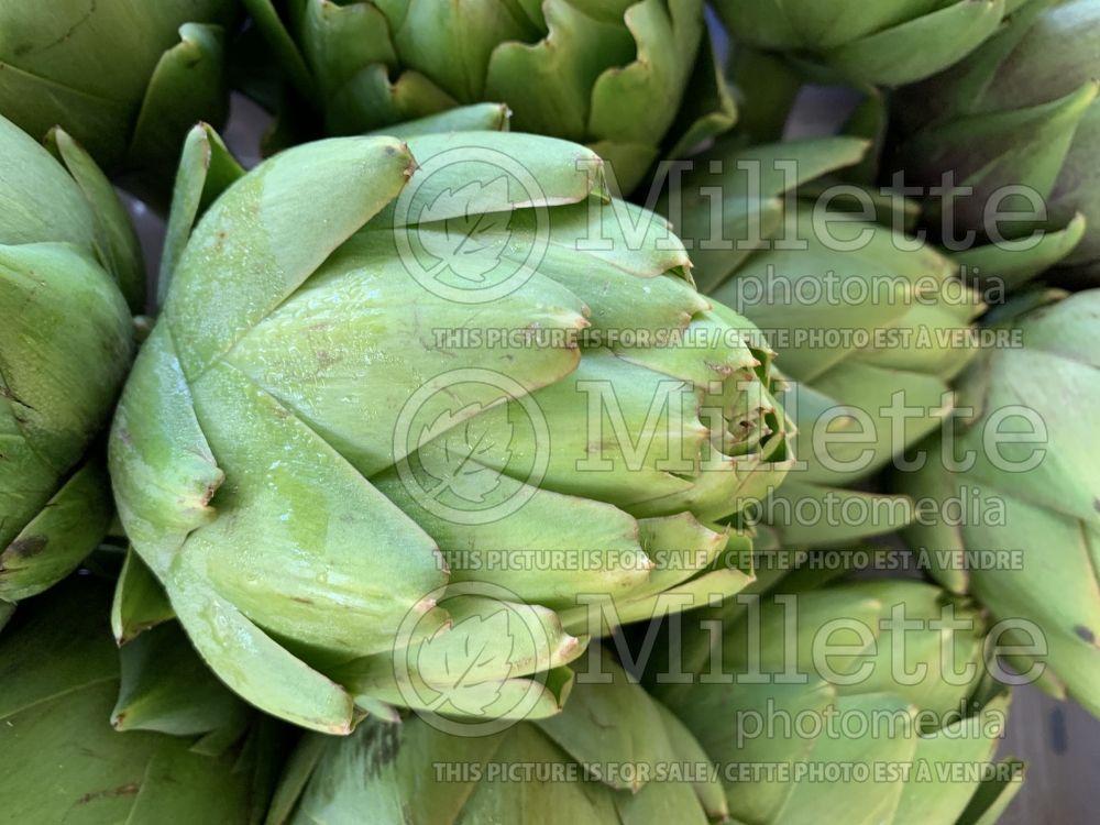 Cynara scolymus (Artichoke vegetable) 4