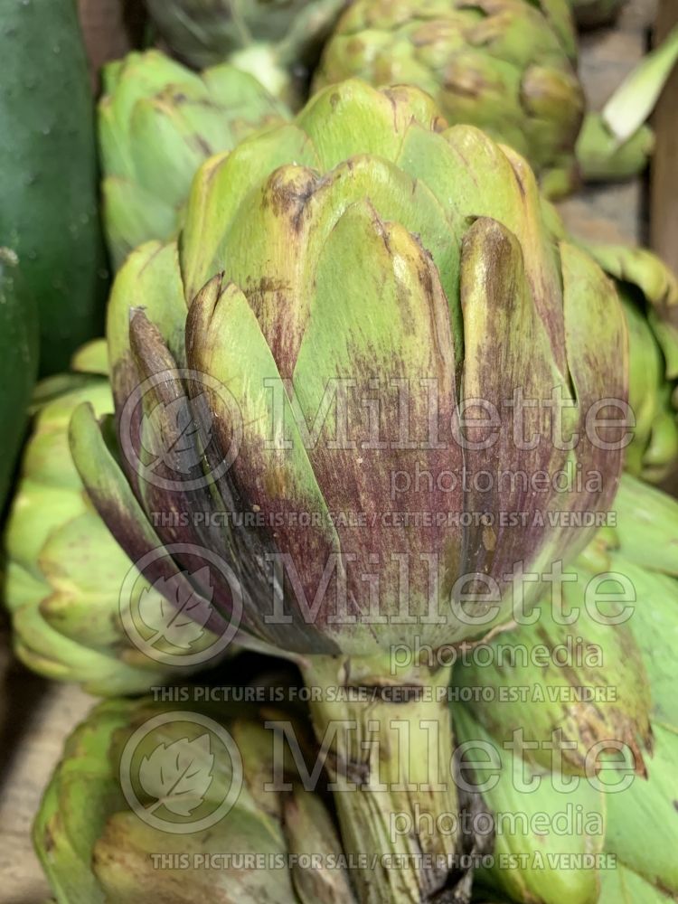 Cynara scolymus (Artichoke vegetable) 6