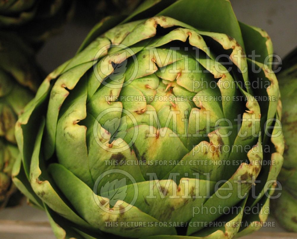 Cynara scolymus (Artichoke vegetable) 9