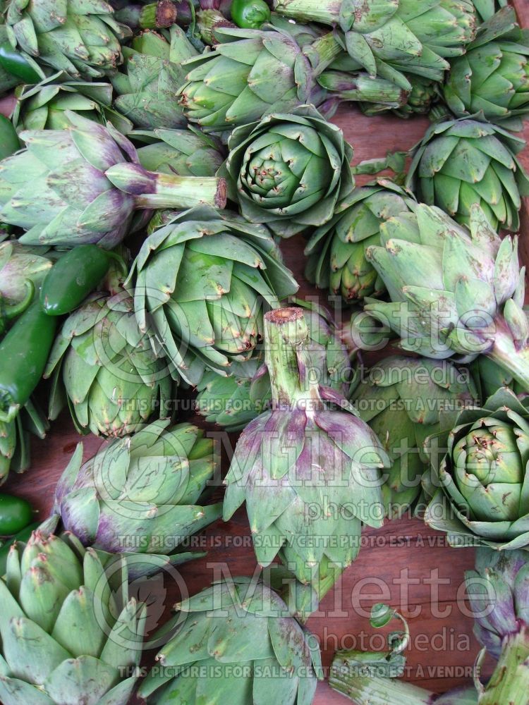 Cynara scolymus (Artichoke vegetable) 11