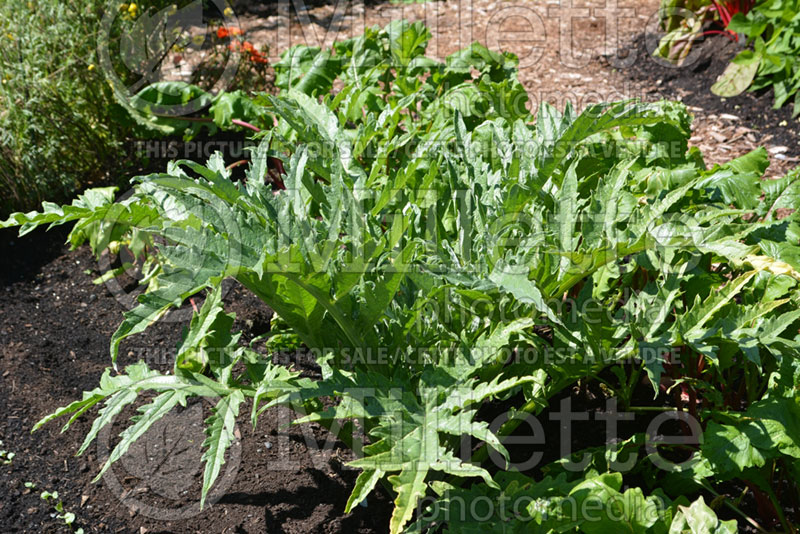 Cynara Opera (Globe Artichoke) 1