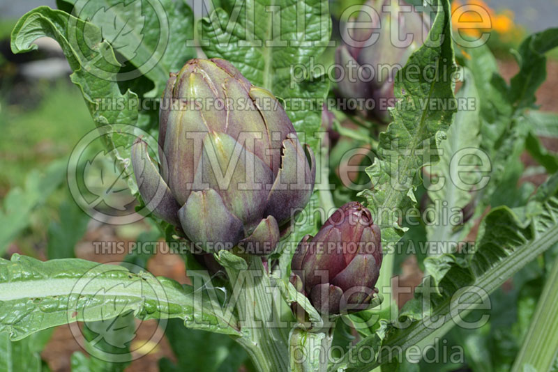 Cynara Opera (Globe Artichoke) 2