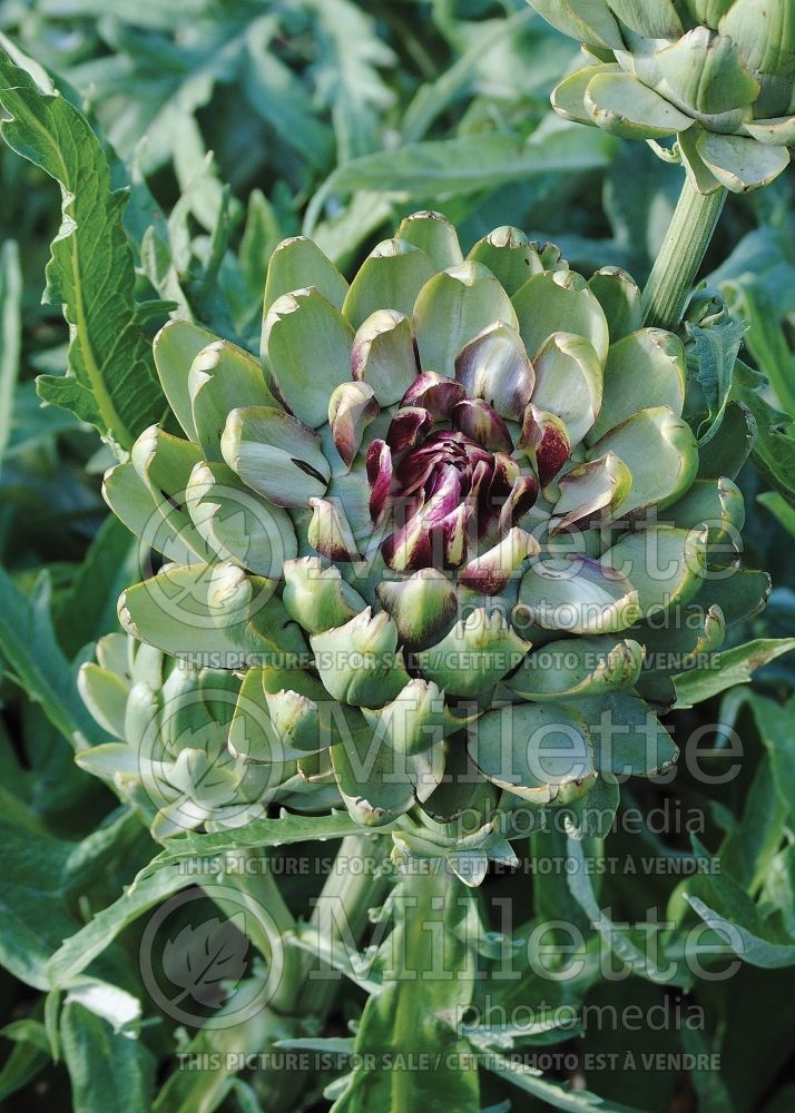 Cynara Tavor (Artichoke vegetable) 1