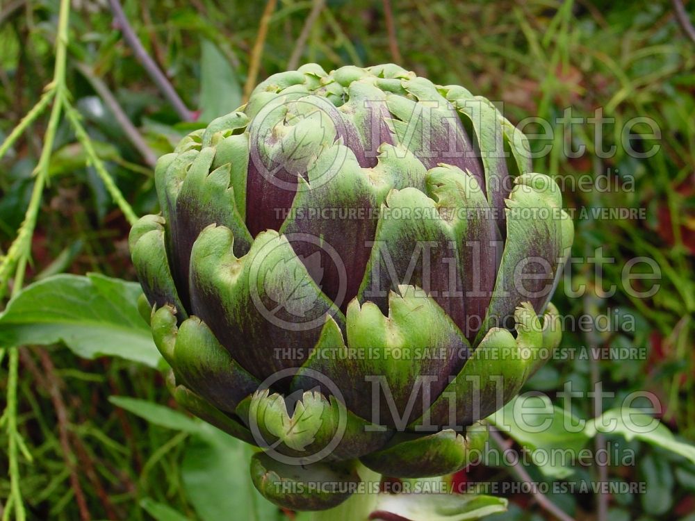 Cynara scolymus (Artichoke vegetable) 12