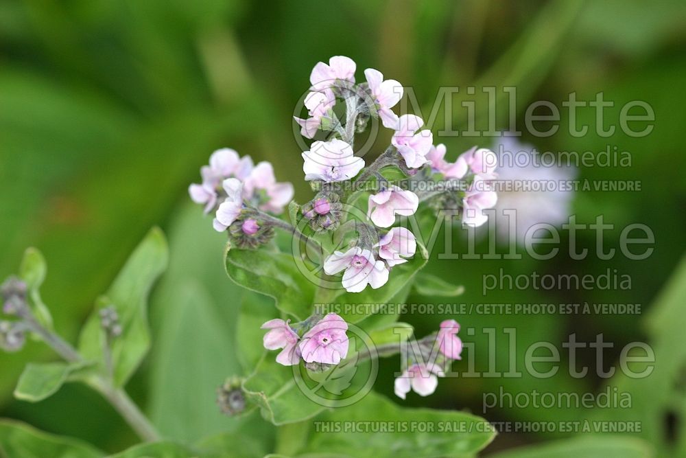 Cynoglossum Mystery Rose (Chinese Forget-Me-Not) 1 