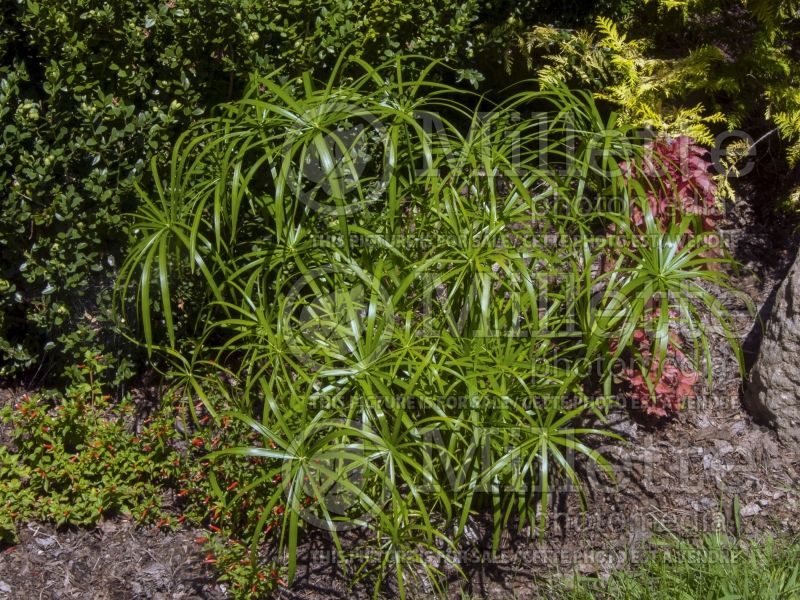 Cyperus Wild Spike (Dwarf Papyrus) 1 