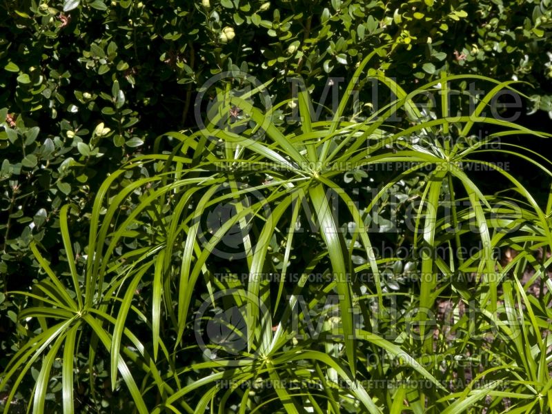 Cyperus Wild Spike (Dwarf Papyrus) 2 