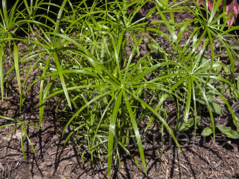 Cyperus Wild Spike (Dwarf Papyrus) 3 