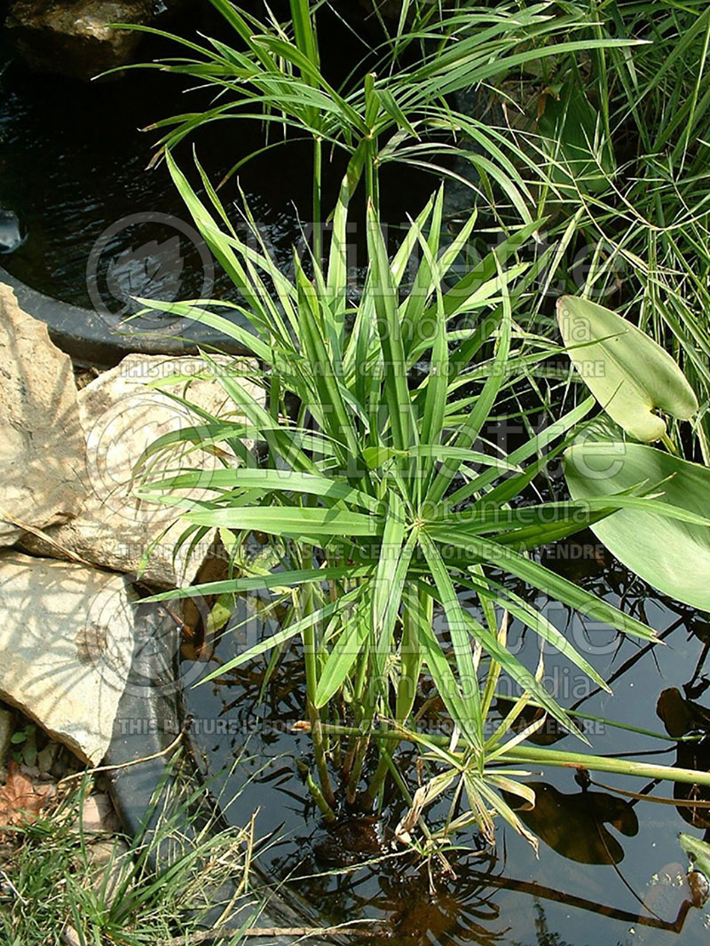 Cyperus Prolifer (Dwarf Papyrus) 1 