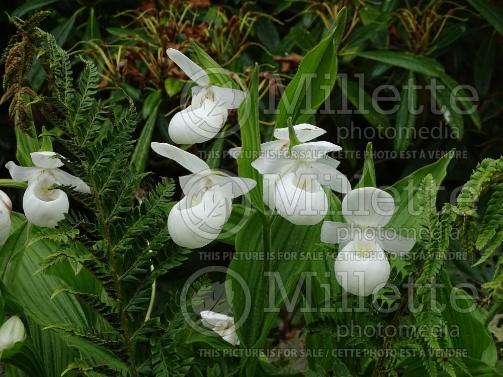 Cypripedium reginae (Lady's Slipper) 12 