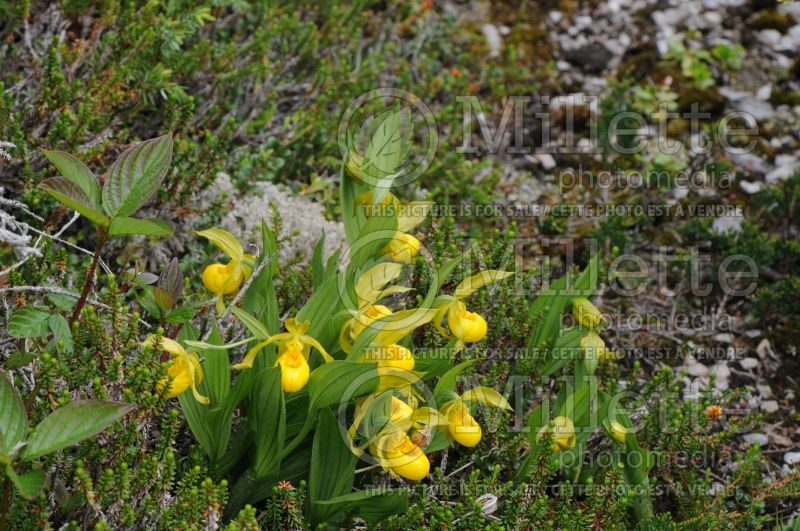 Cypripedium parviflorum var. planipetalum or pubescens (Lady's Slipper) 1 