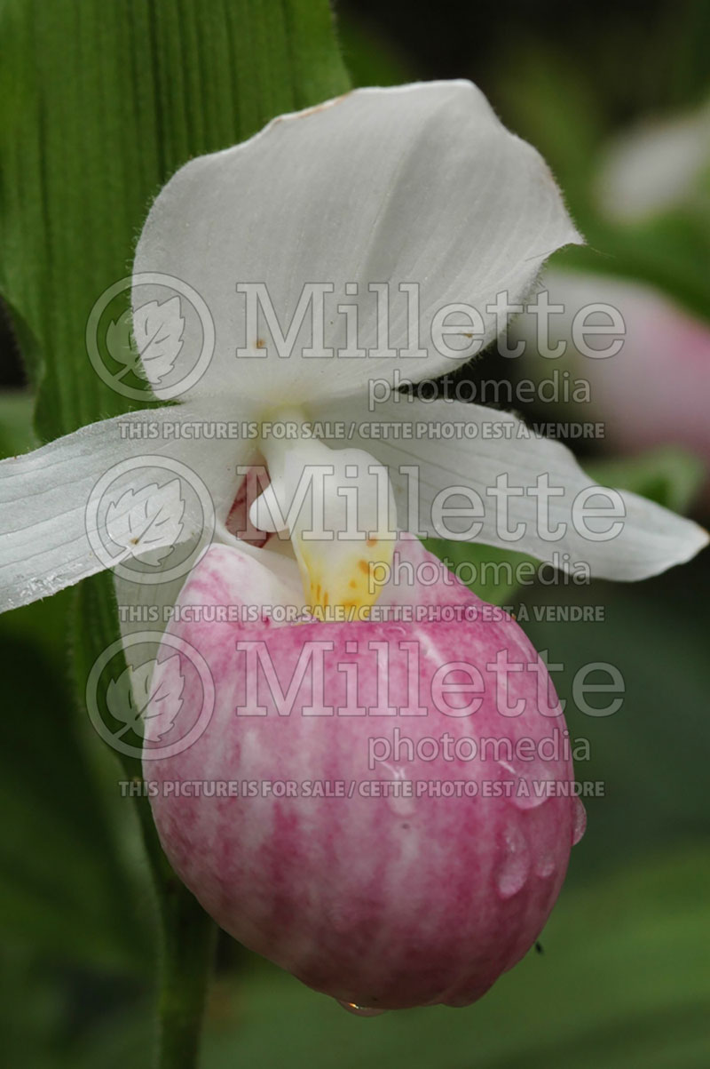 Cypripedium reginae (Lady's Slipper) 2 