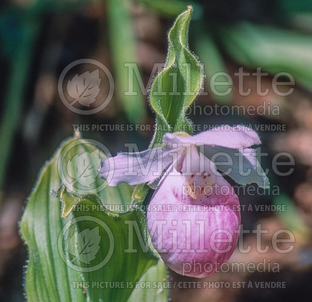 Cypripedium reginae (Lady's Slipper) 8 