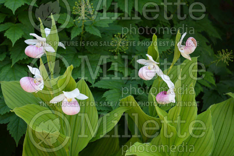 Cypripedium reginae (Lady's Slipper) 1 