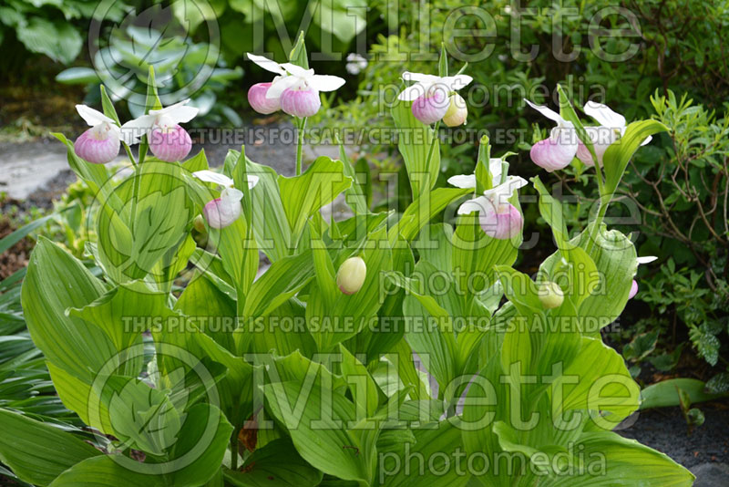 Cypripedium reginae (Lady's Slipper) 5 