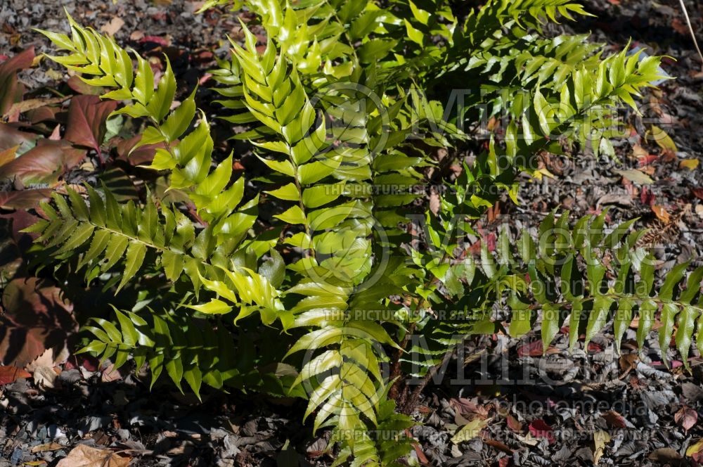 Cyrtomium falcatum (House Holly Fern) 5