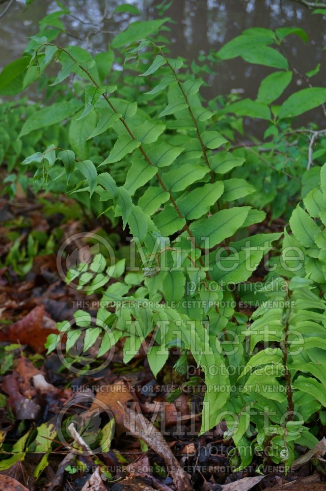 Cyrtomium falcatum (House Holly Fern) 4