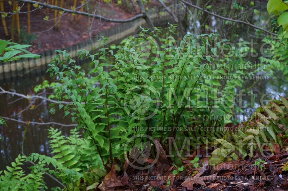 Cyrtomium falcatum (House Holly Fern) 1 