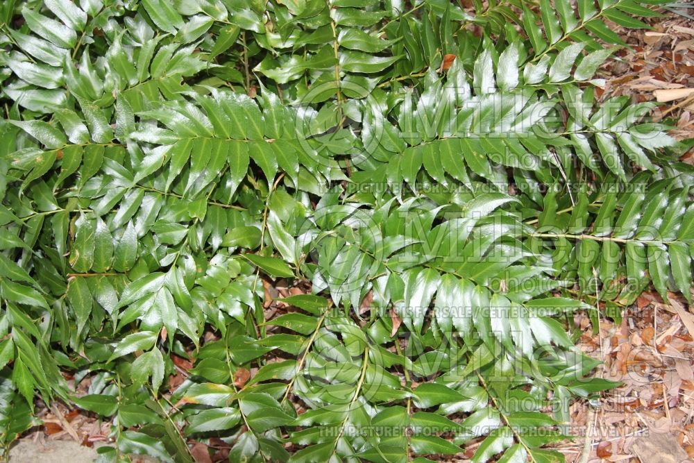 Cyrtomium falcatum (House Holly Fern) 3