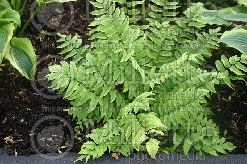 Cyrtomium fortunei (Japanese Holly Fern) 1  