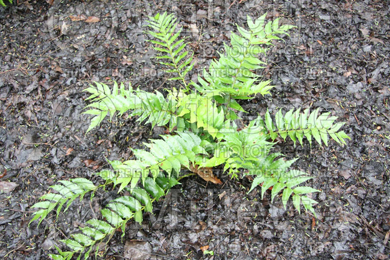 Cyrtomium fortunei (Japanese Holly Fern) 2 