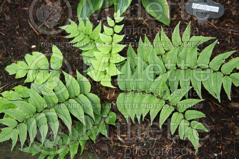 Cyrtomium fortunei (Japanese Holly Fern) 3 