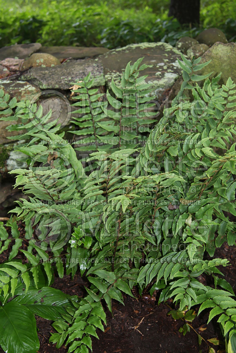 Cyrtomium fortunei (Japanese Holly Fern) 4 