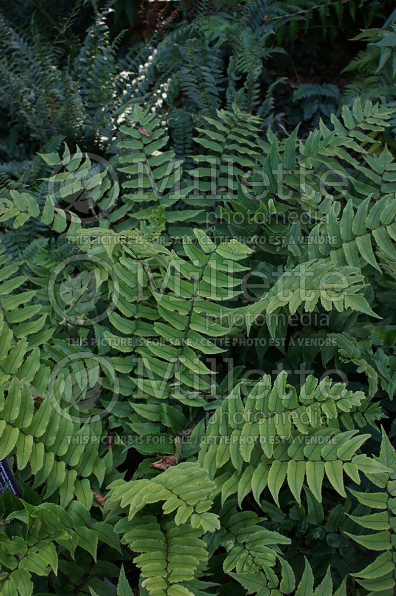 Cyrtomium fortunei (Japanese Holly Fern) 6 