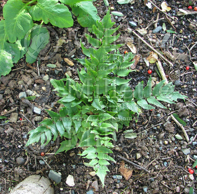 Cyrtomium fortunei (Japanese Holly Fern) 10 