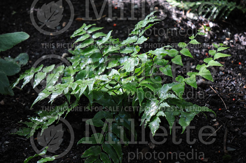 Cyrtomium fortunei (Japanese Holly Fern) 11 