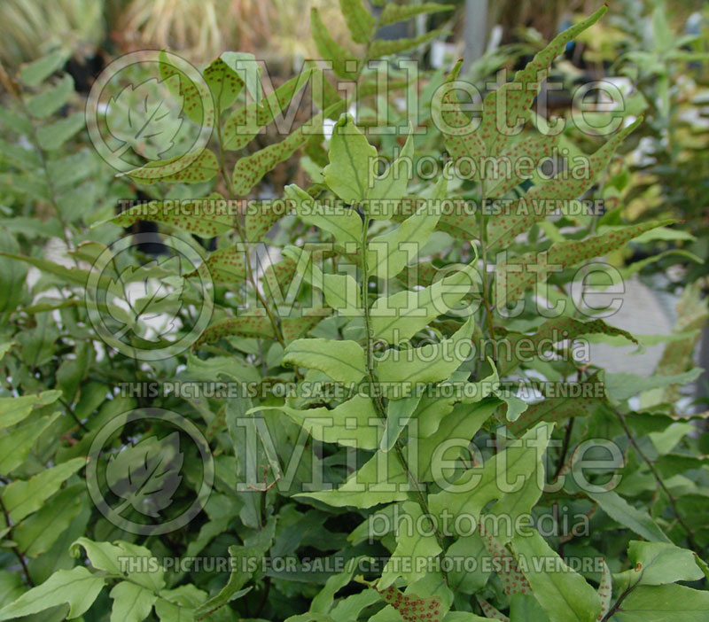 Cyrtomium fortunei (Japanese Holly Fern) 7 