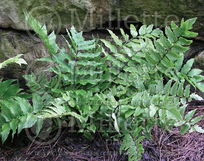 Cyrtomium fortunei (Japanese Holly Fern) 9 