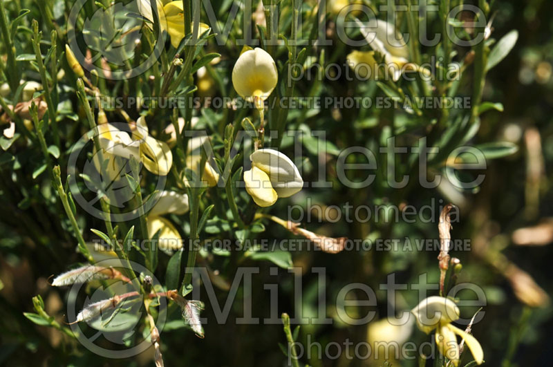 Cytissus Moonlight (Scotch Broom) 1 