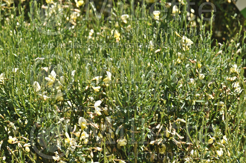 Cytissus Moonlight (Scotch Broom) 2 