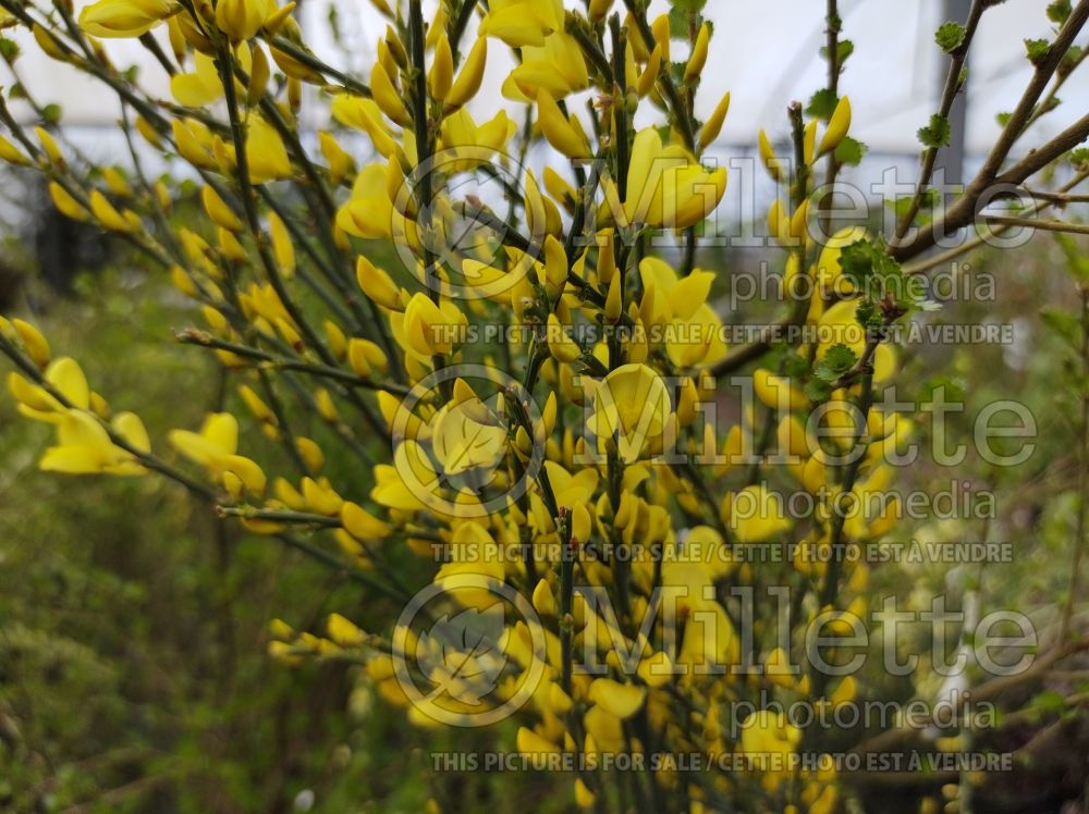 Cytisus Allgold (Scotch Broom or Warminster Broom) 3 