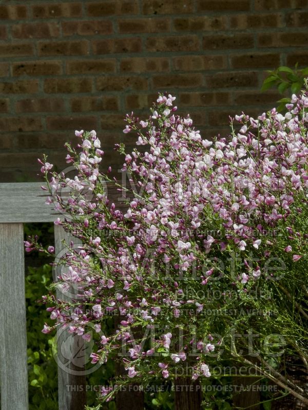 Cytisus Minstead (Purple Broom) 2 