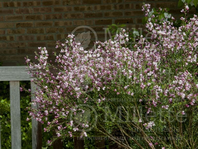 Cytisus Minstead (Purple Broom) 1 