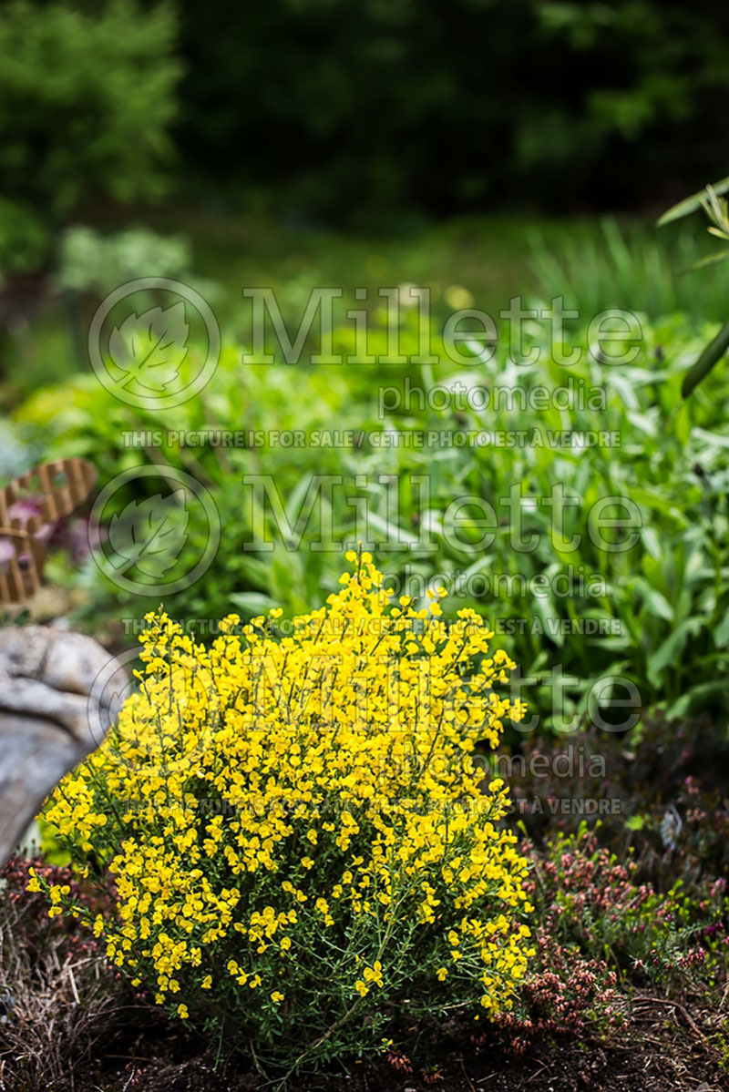 Cytisus or Genista purgans (Spanish Broom) 2 