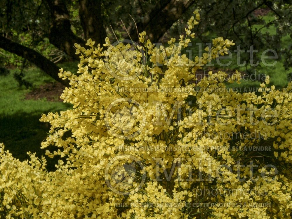 Cytisus Allgold (Scotch Broom or Warminster Broom) 2 