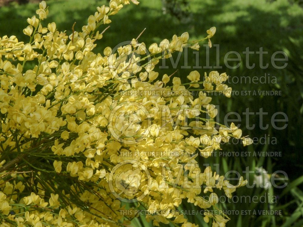 Cytisus Allgold (Scotch Broom or Warminster Broom) 1 