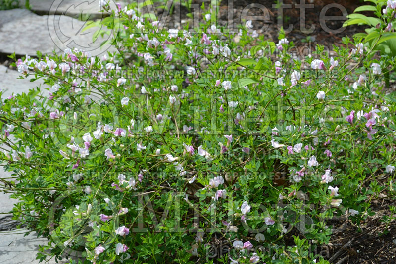 Cytisus Atropurpureus (Purple Broom) 1