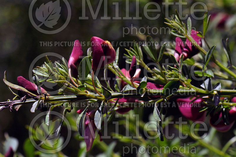 Cytisus Burkwoodii (Purple Broom) 1 