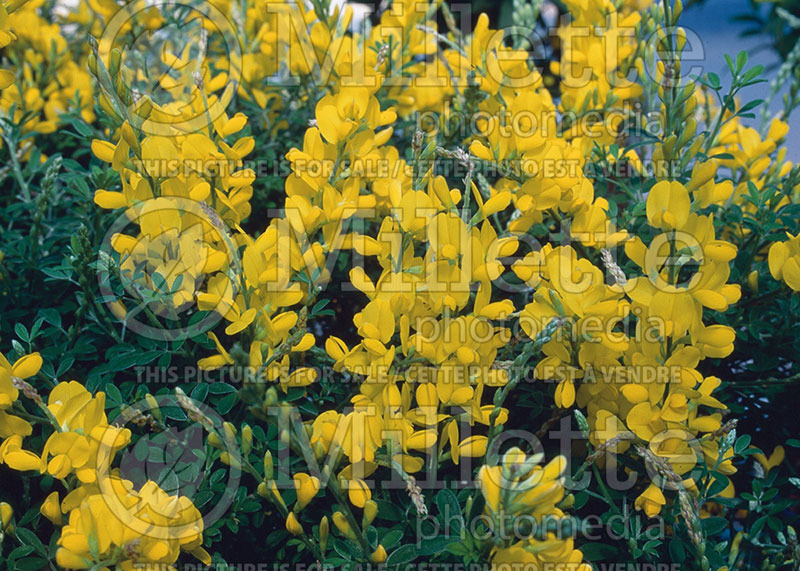 Cytisus spachianus (Sweet Broom) 1 