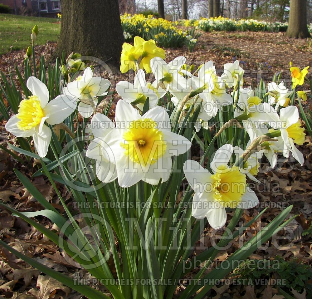 Bundle of daffodils in a landscape (Ambiance) 2 